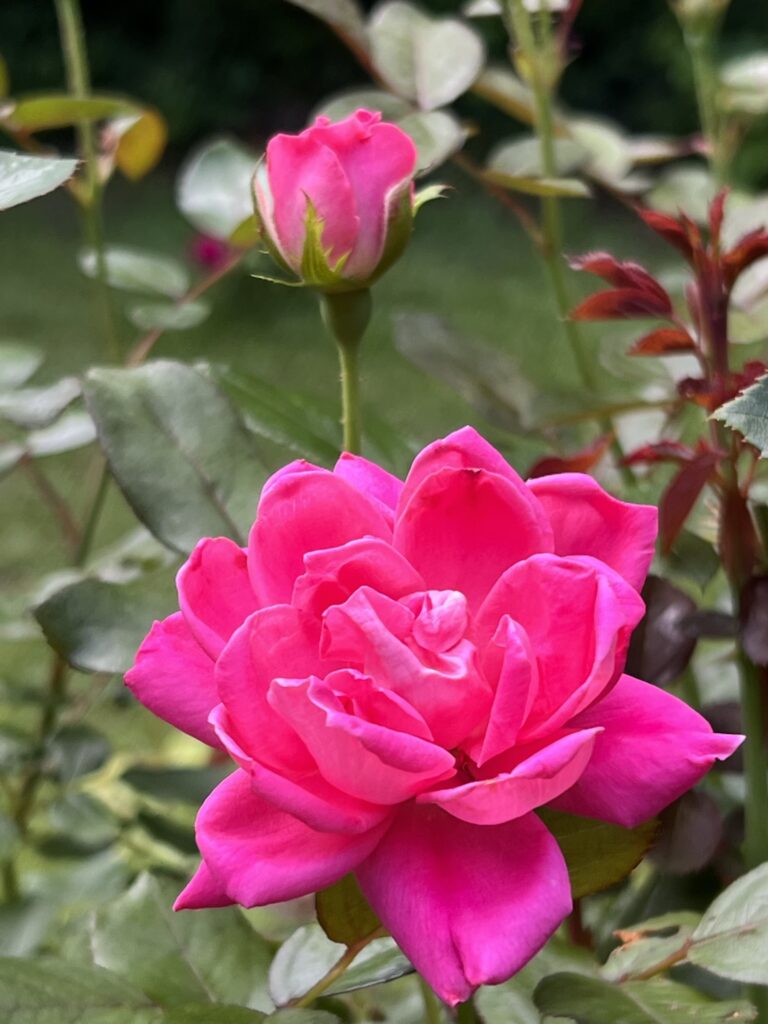 Seasonal Rose Care: A Month-by-Month Guide – Heather's Garden Friends