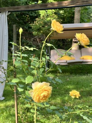 The Ultimate Guide to Starting Your Rose Garden