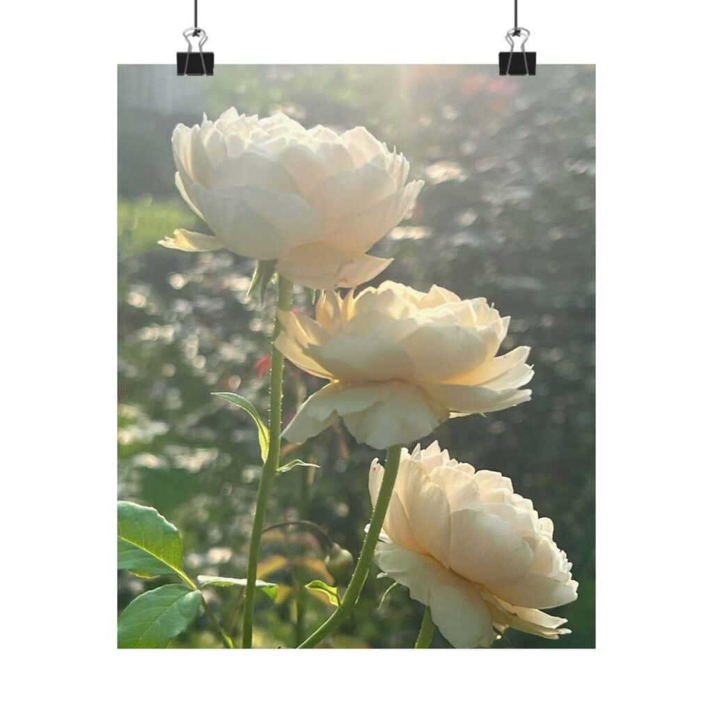 "Sunrise Elegance" White Roses Matte Poster