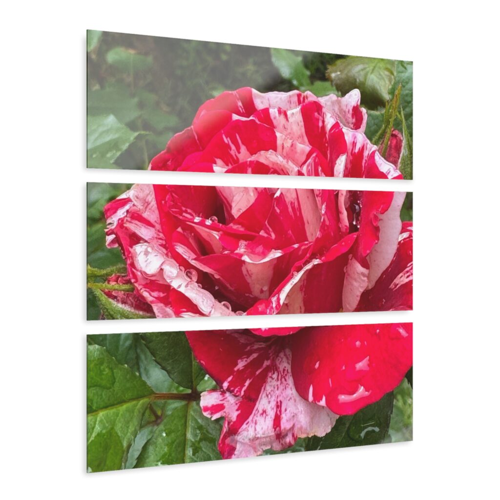 Stunning Red and White Rose Acrylic Triptych - 3-Piece Custom Wall Art (36" x 12" Each)