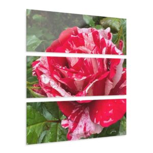Stunning Red and White Rose Acrylic Triptych - 3-Piece Custom Wall Art (36" x 12" Each)